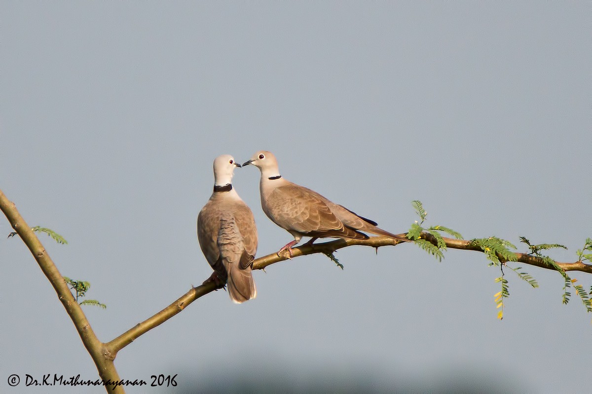 hrdlička zahradní - ML22619451
