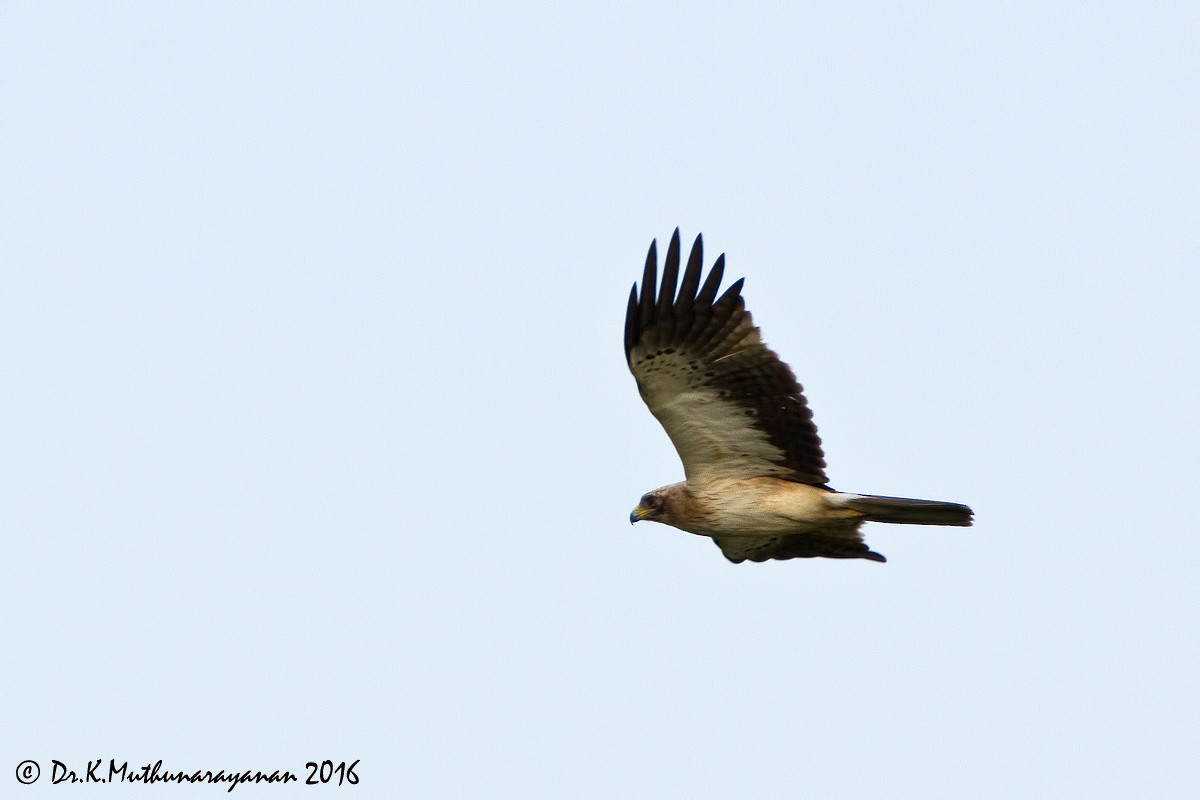 orel nejmenší - ML22619471