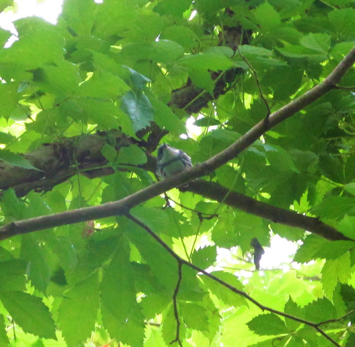 Cerulean Warbler - ML226194771