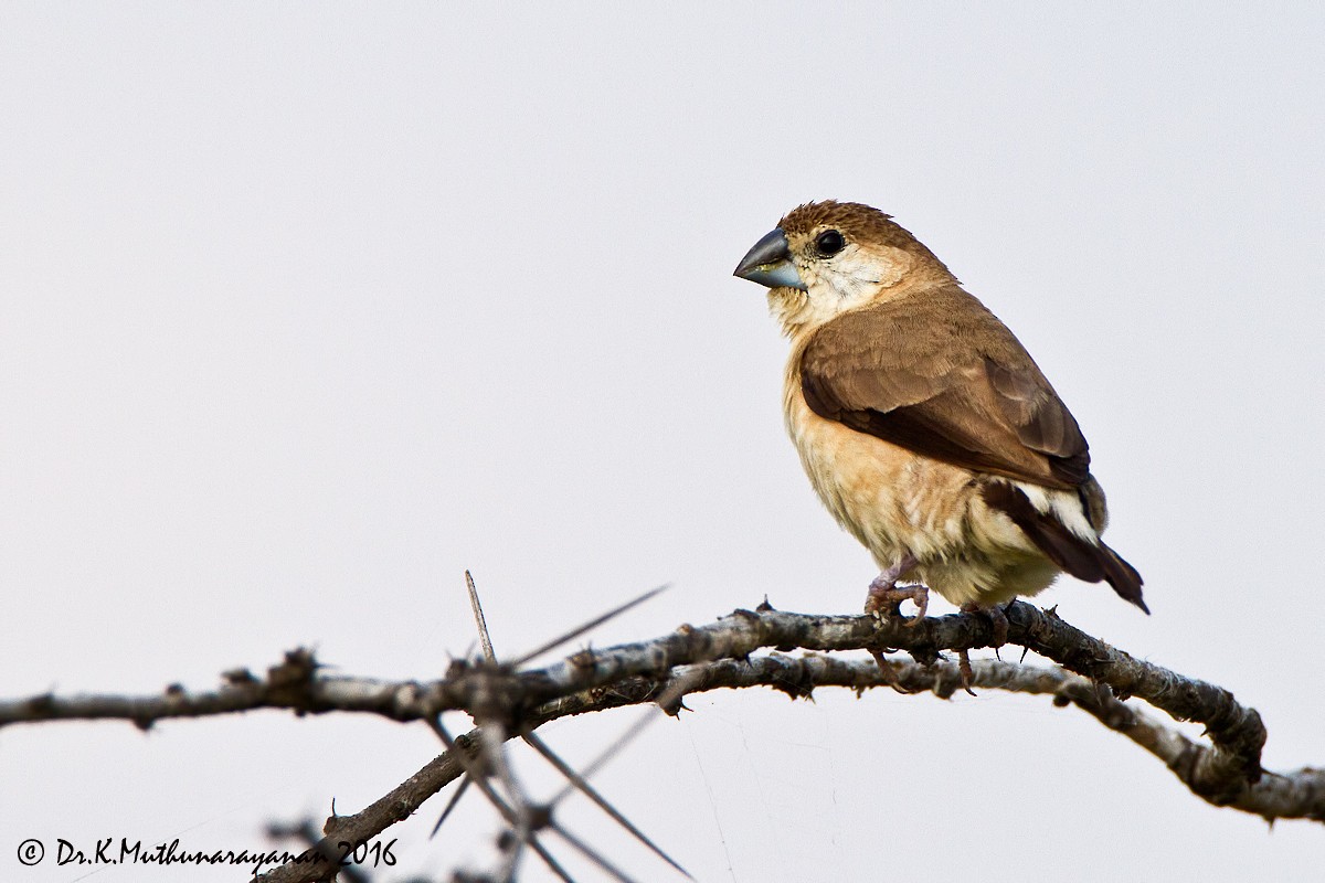 stříbrozobka indická - ML22619691
