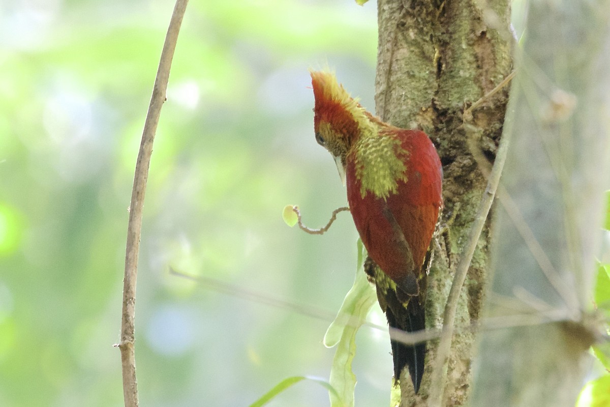 Banded Woodpecker - ML226197401