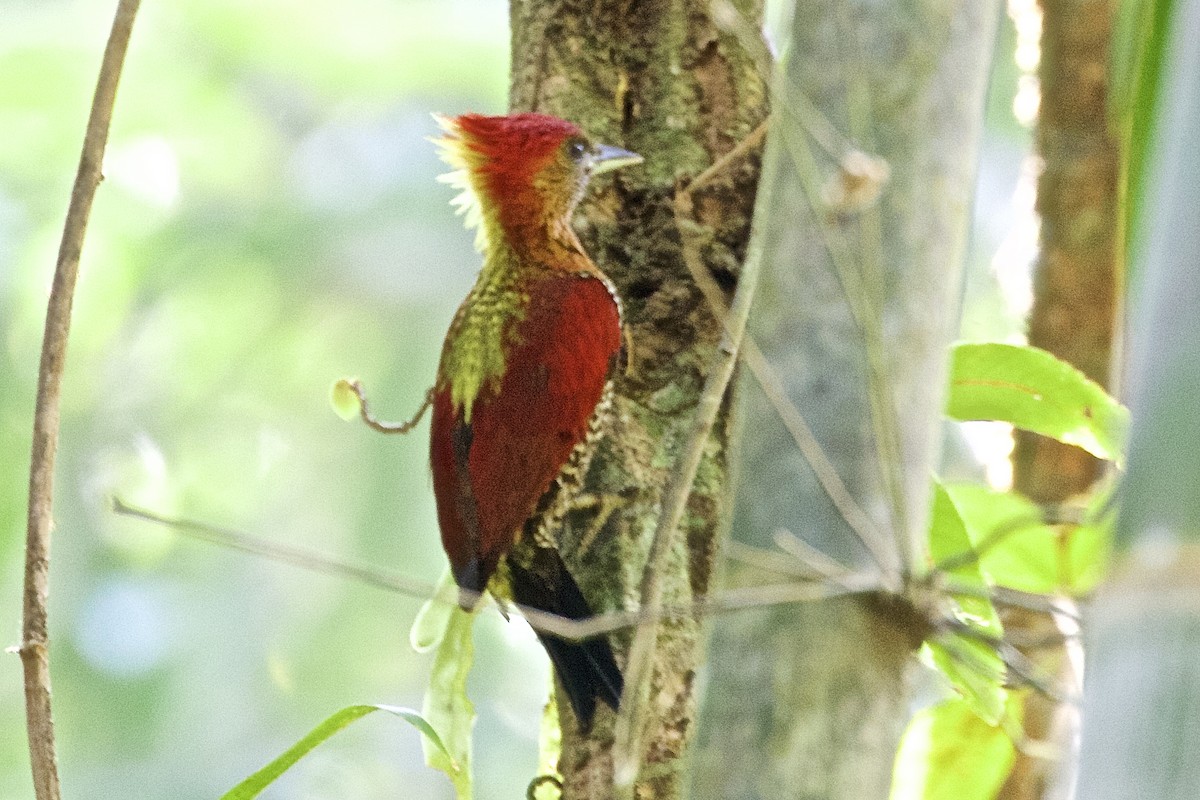 Banded Woodpecker - ML226197411