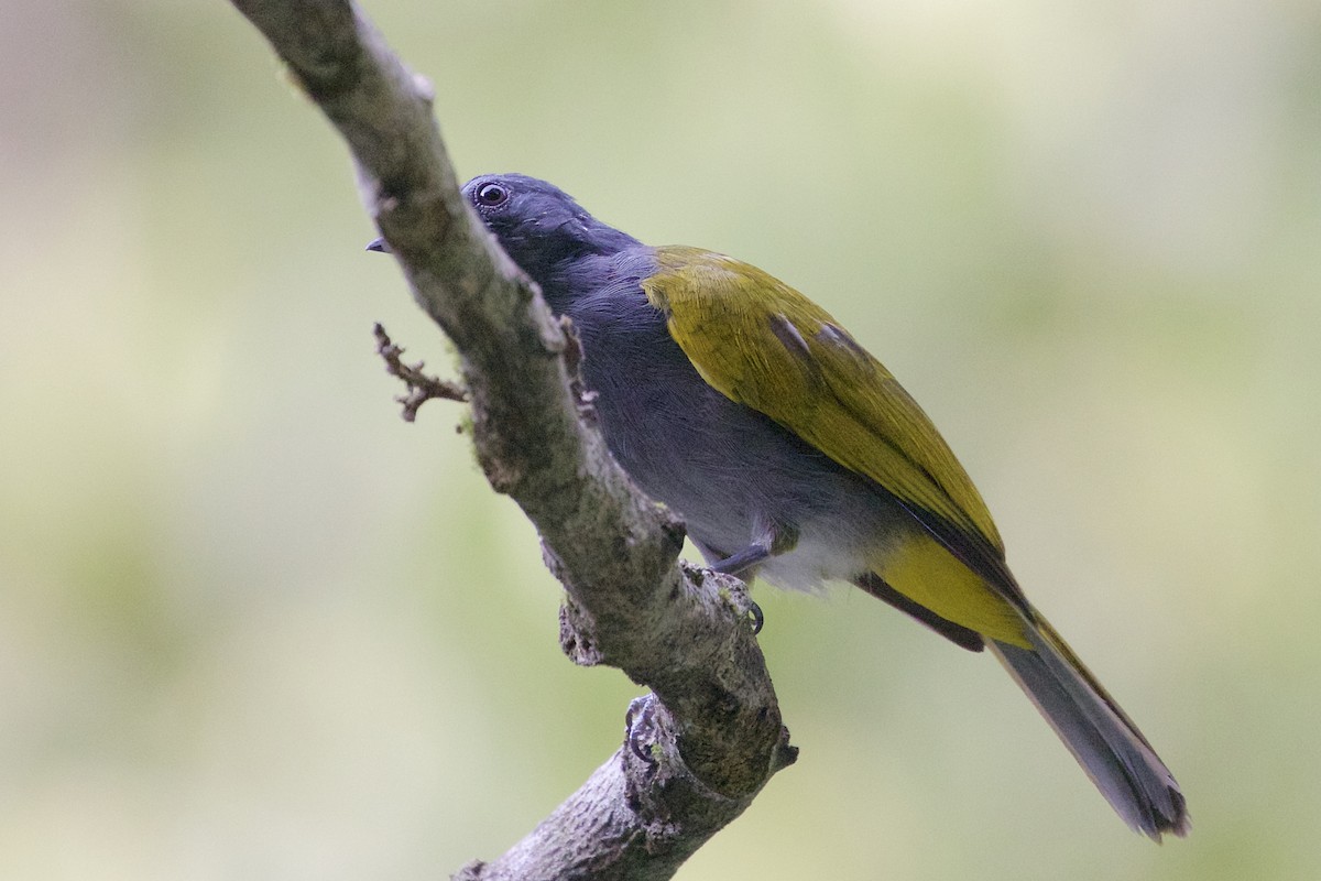 Gray-bellied Bulbul - ML226197971