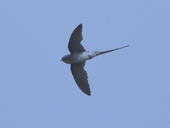 Crested Treeswift - ML226198191