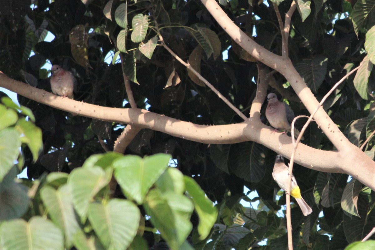 Laughing Dove - ML226198251