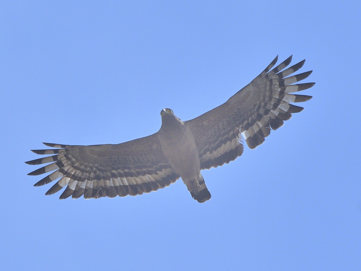 Crested Serpent-Eagle - ML226198371