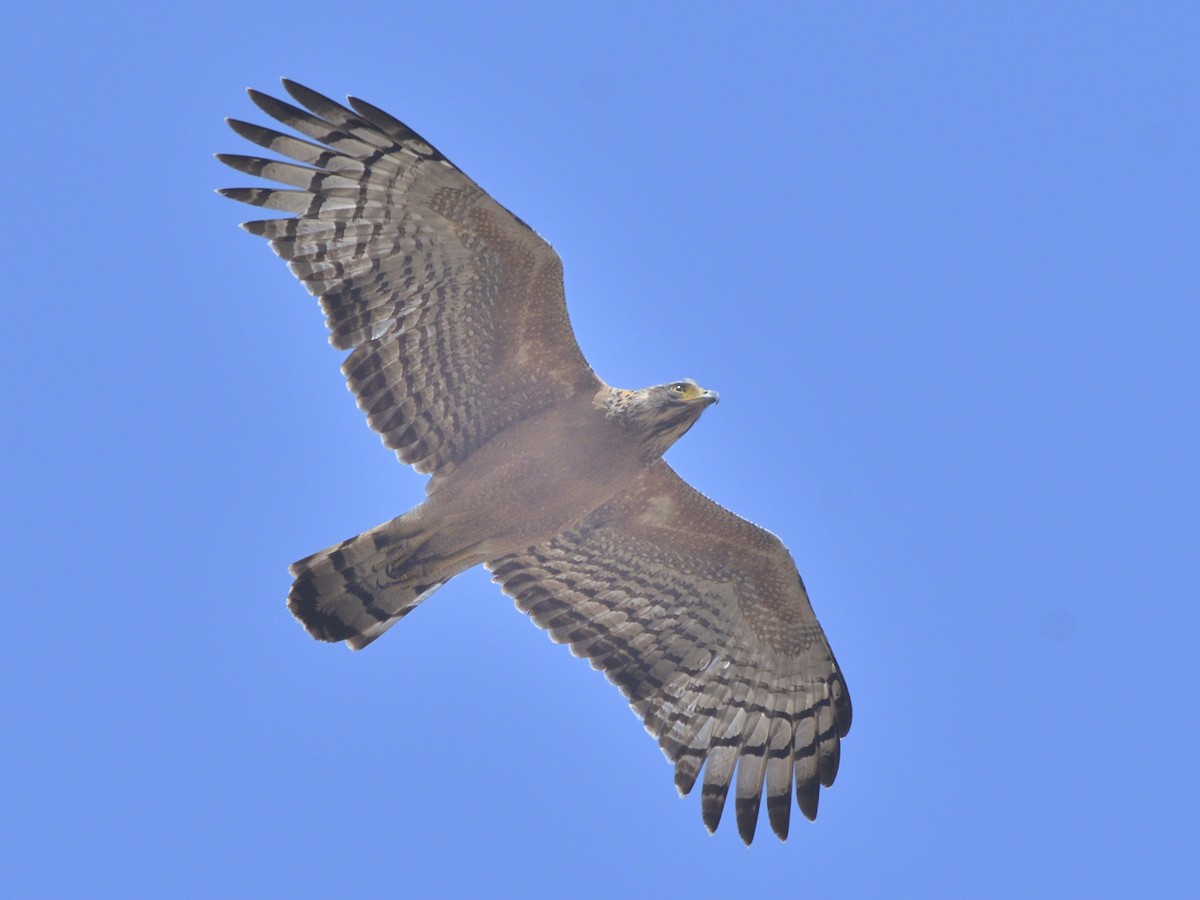 Crested Serpent-Eagle - ML226198411