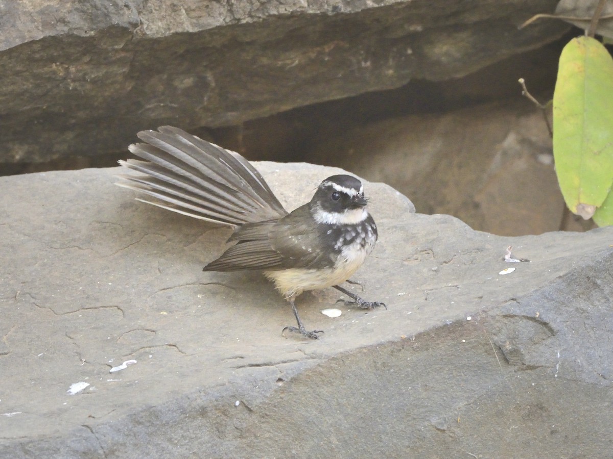 Spot-breasted Fantail - ML226198551