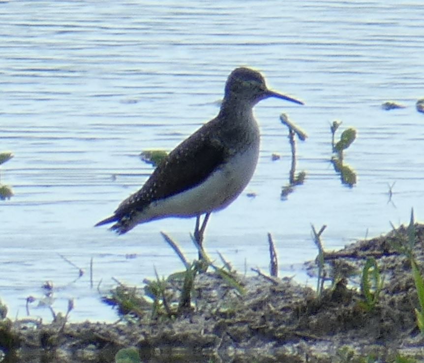 Solitary Sandpiper - ML226199911