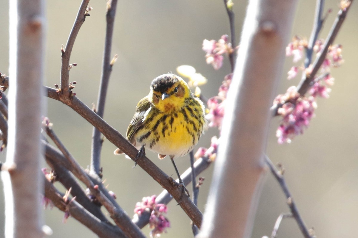 Cape May Warbler - ML226201931