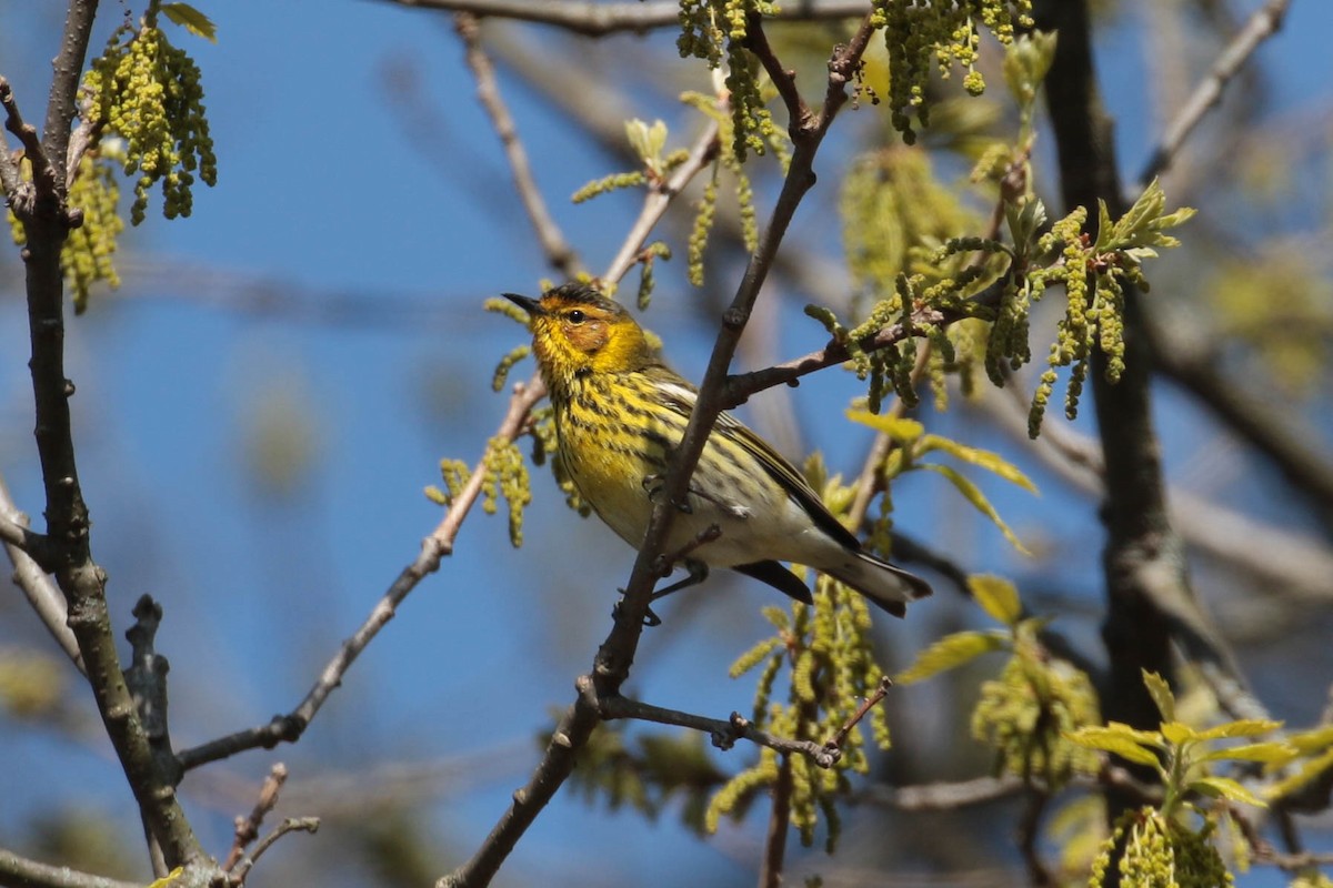 Cape May Warbler - Peggy Rudman