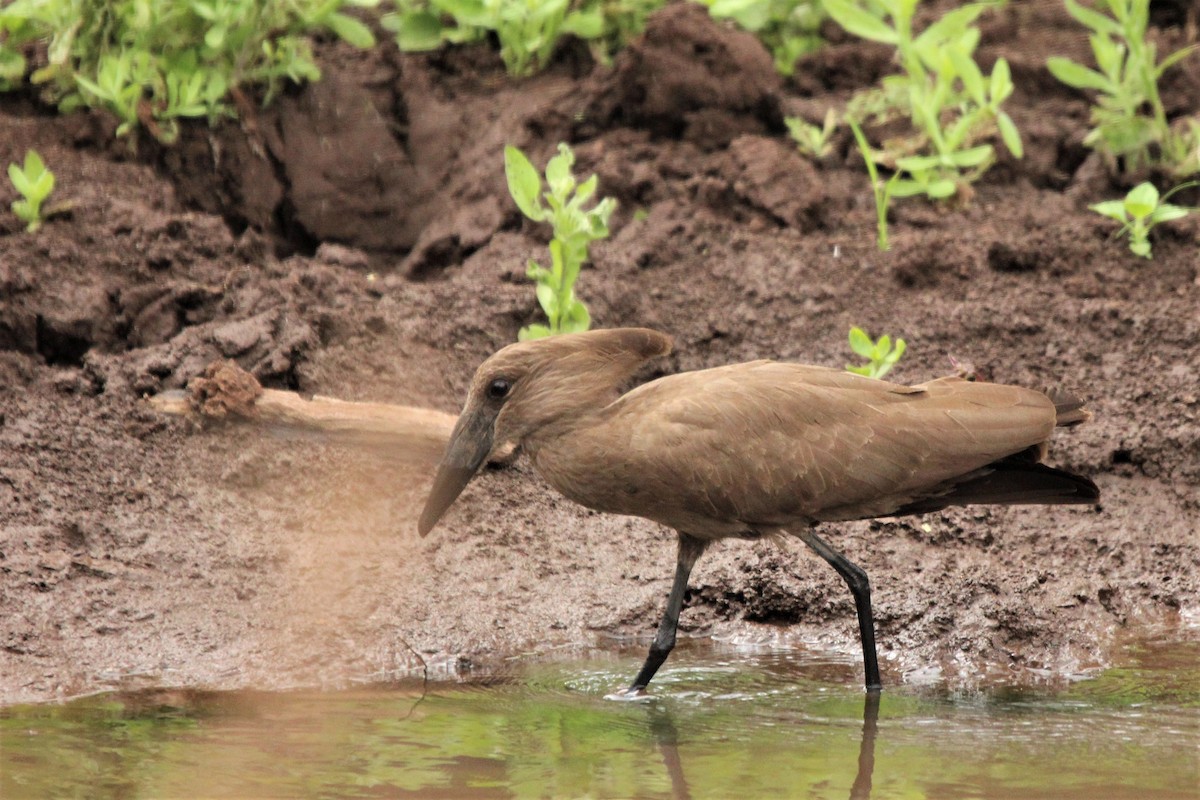 Hamerkop - Quim Minoves