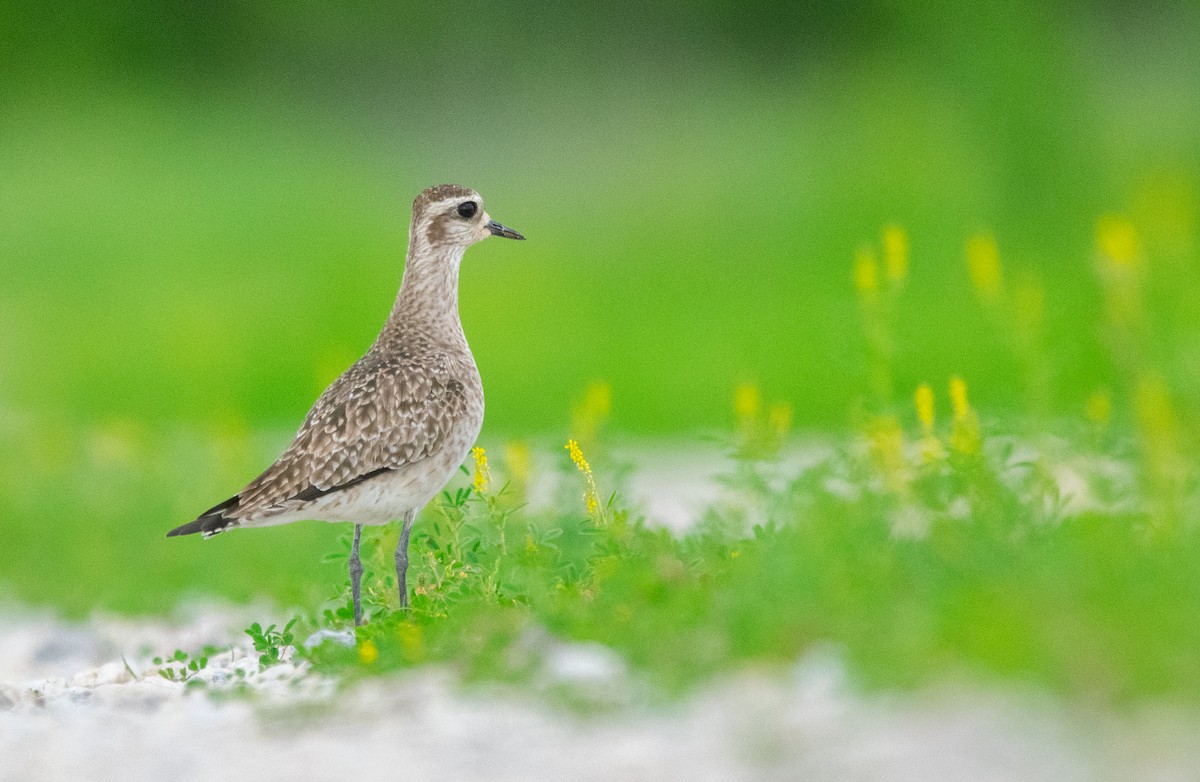 American Golden-Plover - ML226204581
