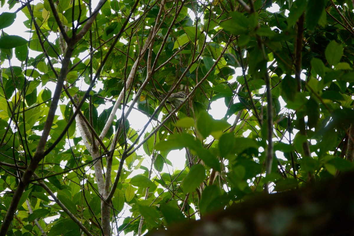 Small-billed Elaenia - ML226204921