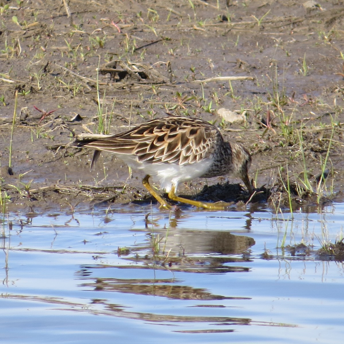 Pectoral Sandpiper - ML226206281