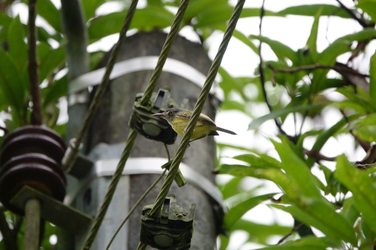 Spotted Tody-Flycatcher - ML226207111