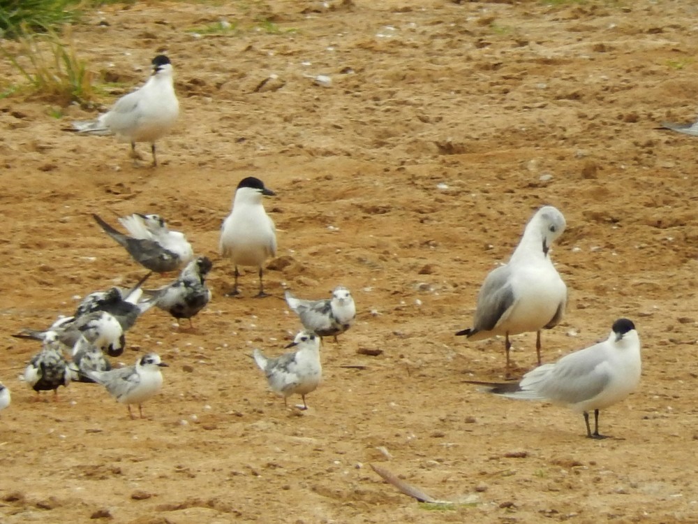 White-winged Tern - ML226207631