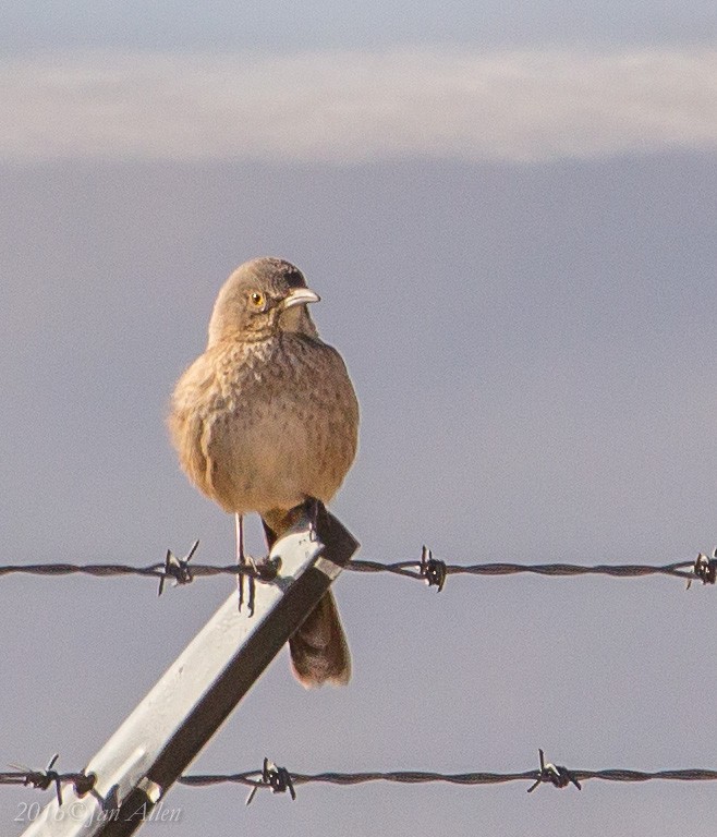 Bendire's Thrasher - ML22620831