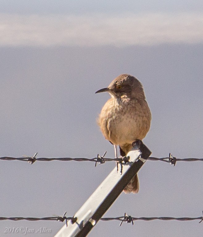 Bendire's Thrasher - ML22620841