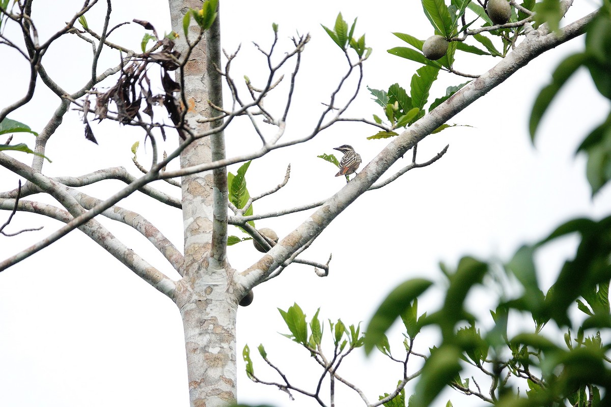 Streaked Flycatcher - ML226209751
