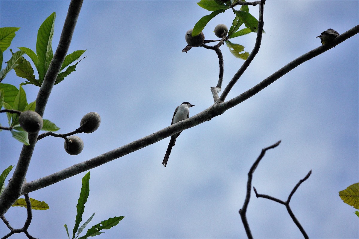 Fork-tailed Flycatcher - ML226210051