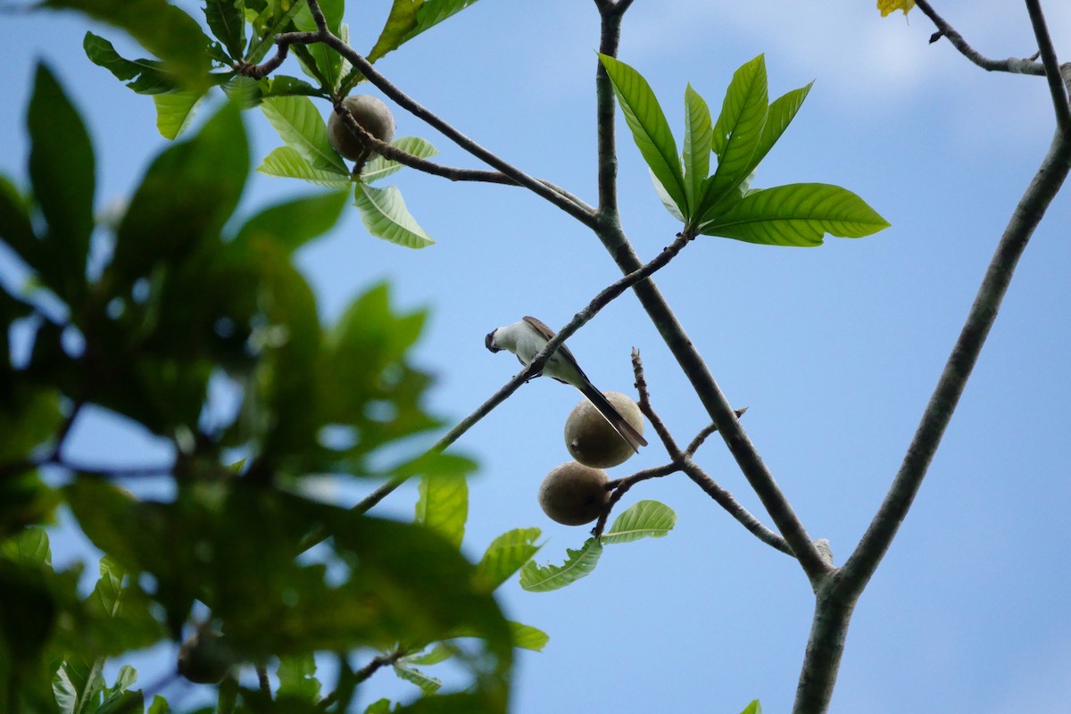 Fork-tailed Flycatcher - ML226210341