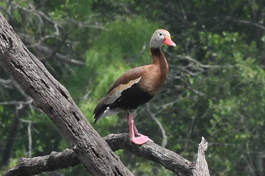 Dendrocygne à ventre noir - ML226211871