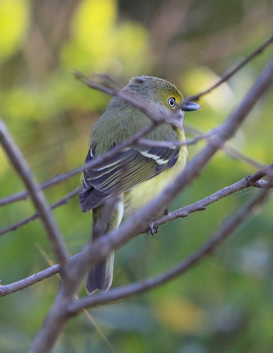 White-eyed Vireo - ML226213171