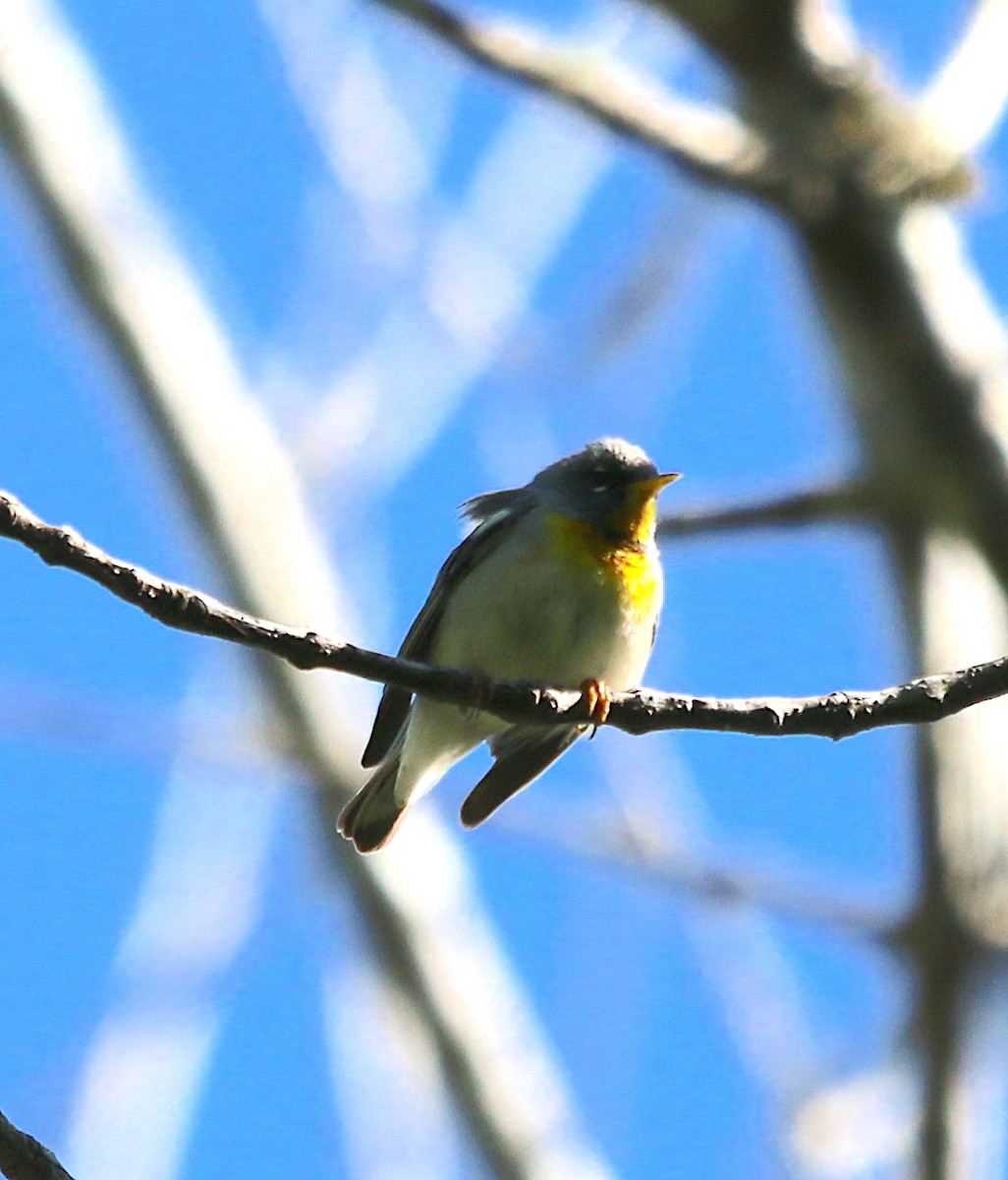 Northern Parula - ML226213471