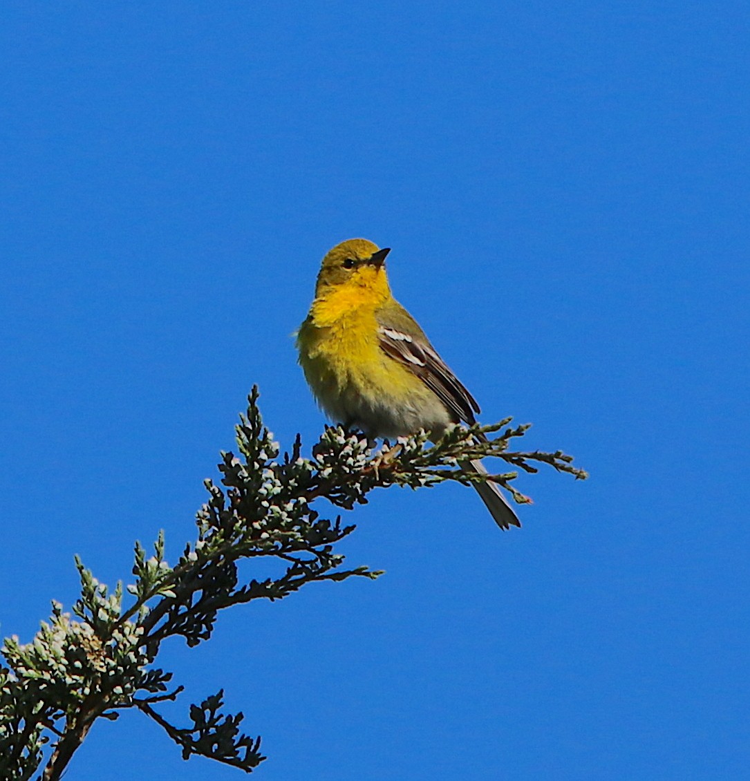 Pine Warbler - ML226213501