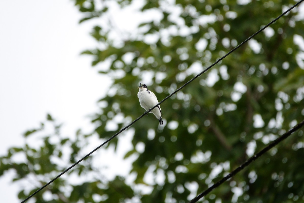 Black-crowned Tityra - ML226213991