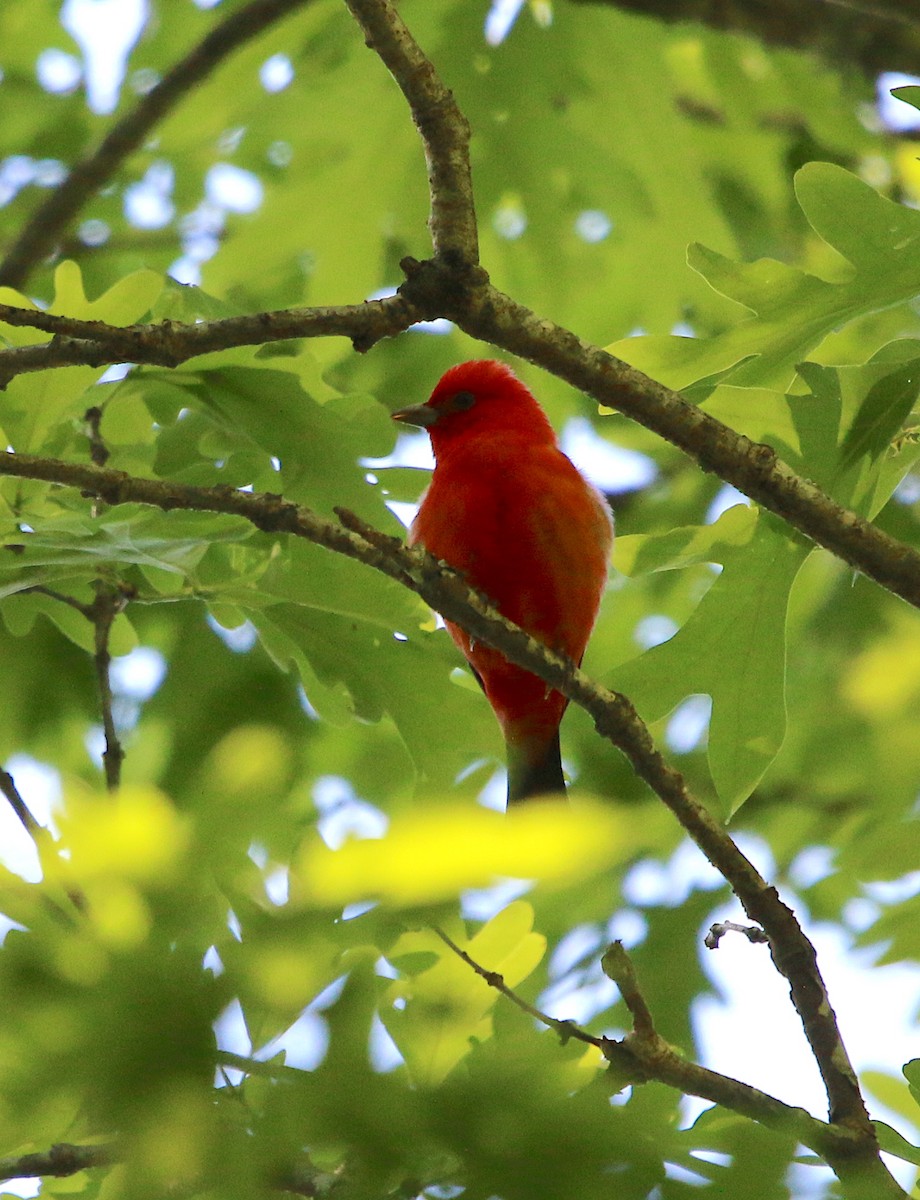 Scarlet Tanager - ML226214061