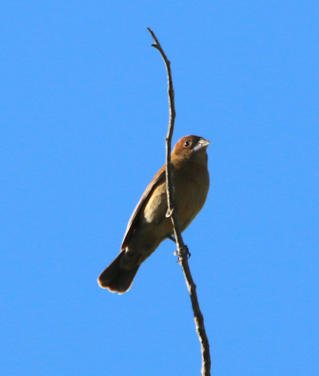 Blue Grosbeak - ML226214101