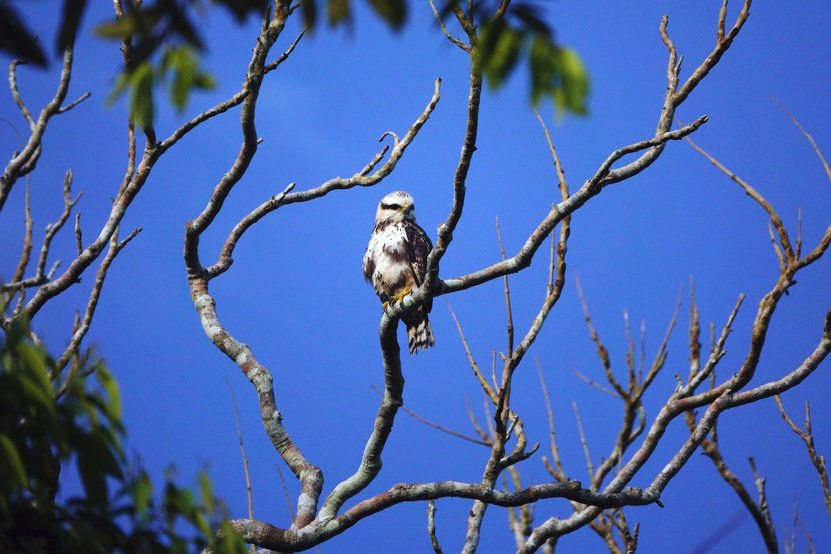 Gray-lined Hawk - ML226214881