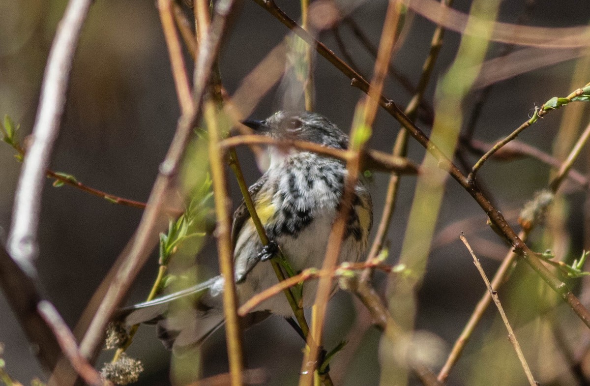 Yellow-rumped Warbler (Myrtle) - ML226215171