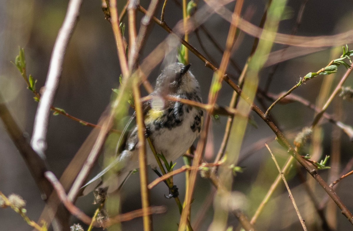 Yellow-rumped Warbler (Myrtle) - ML226215181