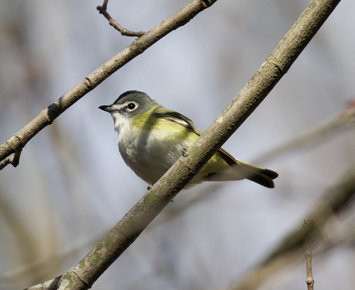 Blue-headed Vireo - ML226215351