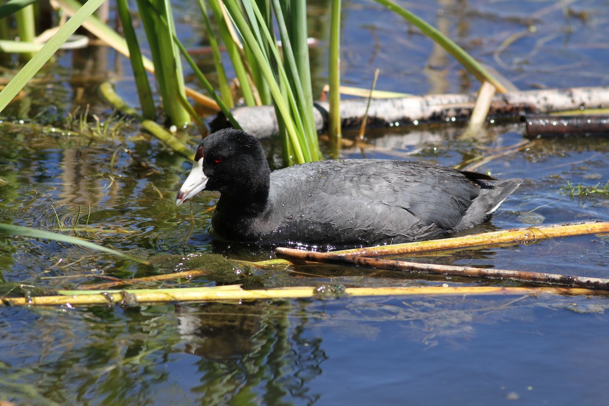 American Coot (Red-shielded) - ML22621541