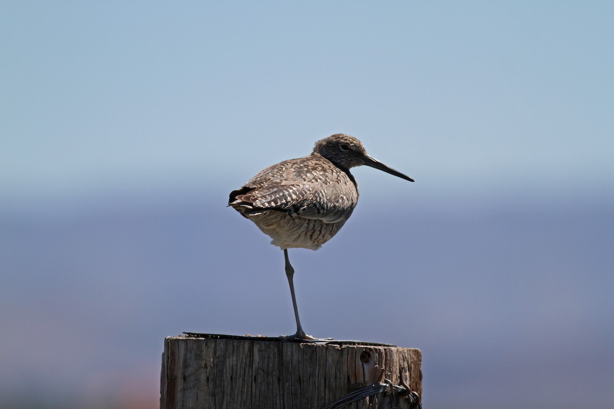 Willet (Western) - Jay McGowan