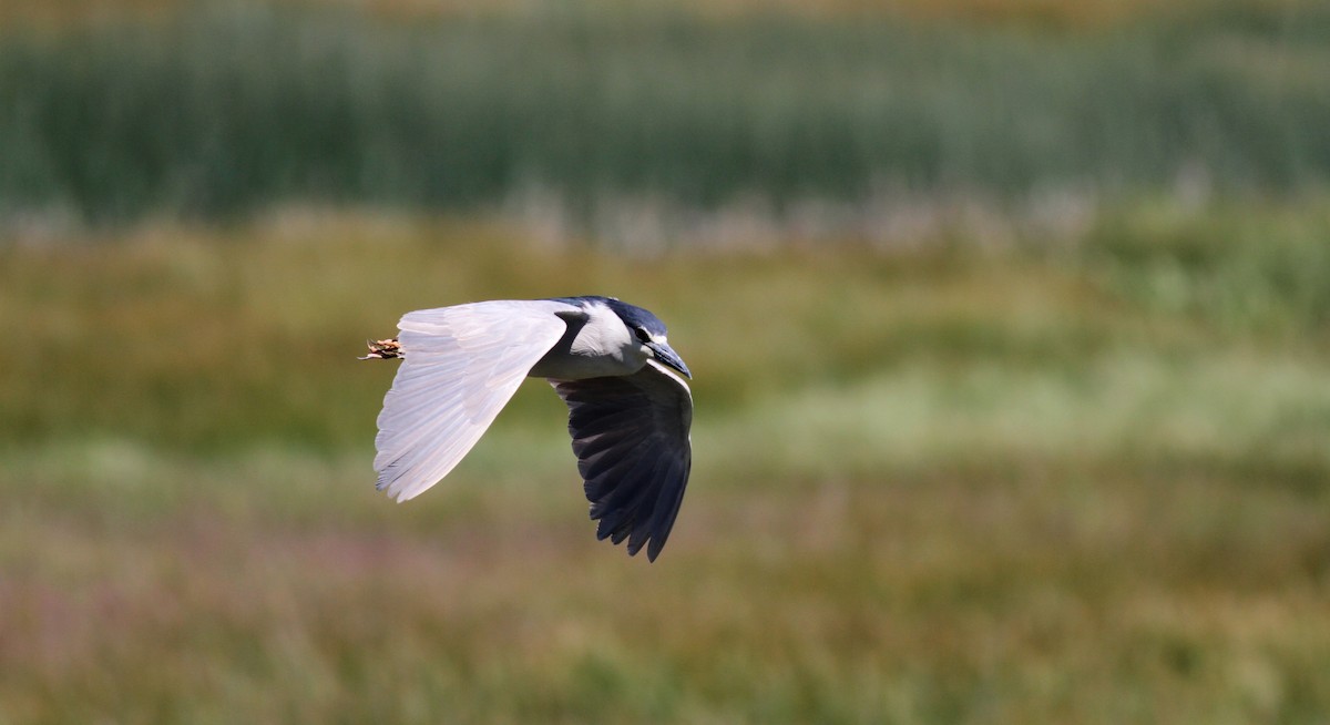 Black-crowned Night Heron - ML22621661