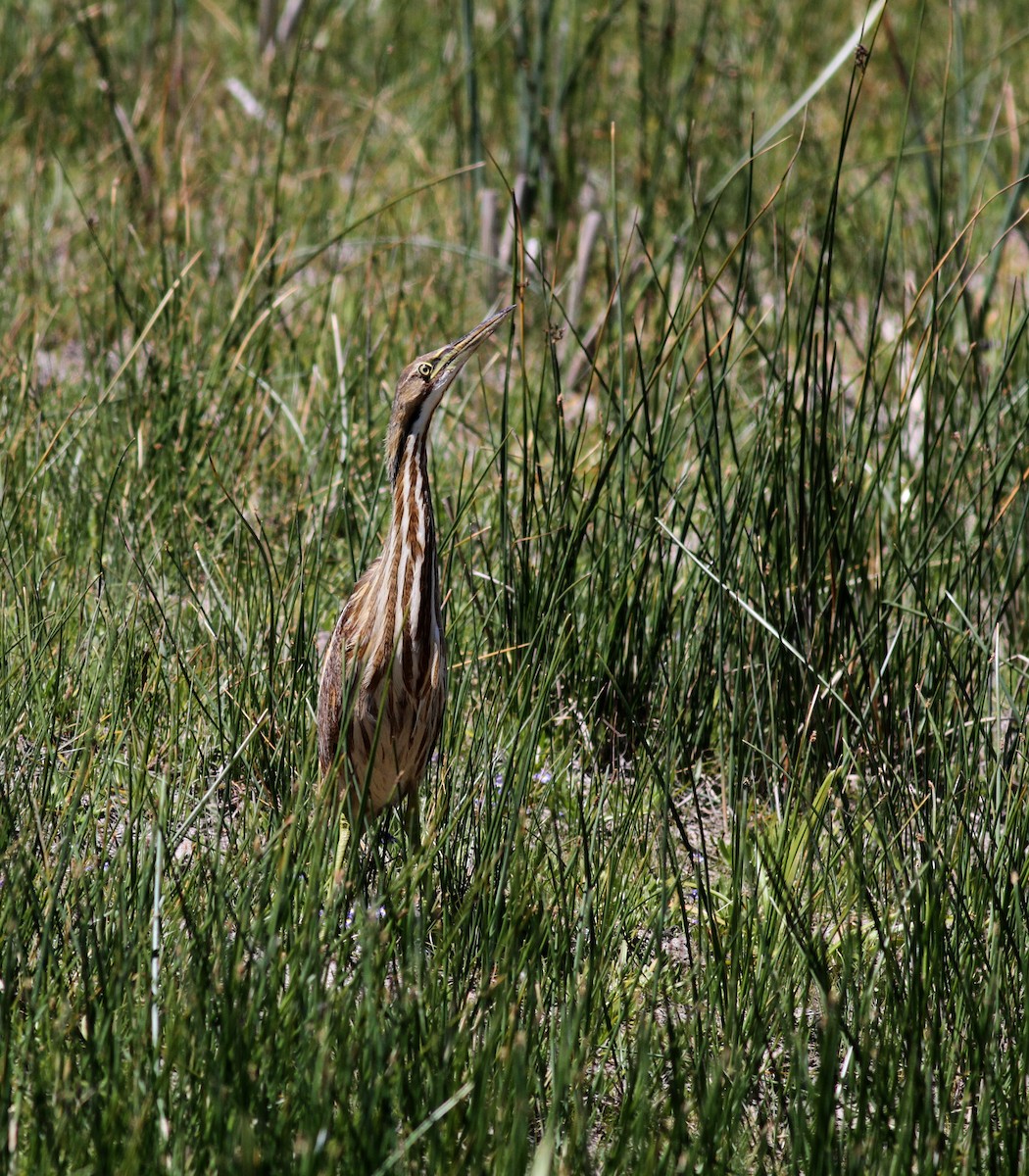 American Bittern - Jay McGowan