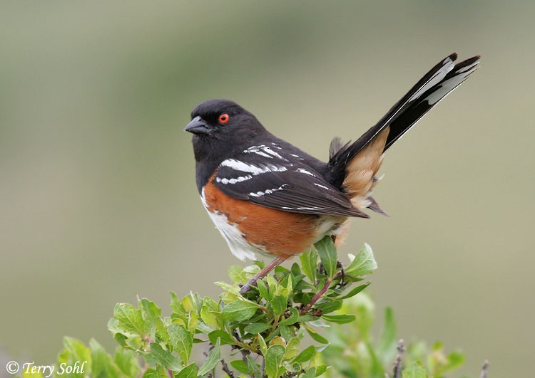 Spotted Towhee - ML226217601