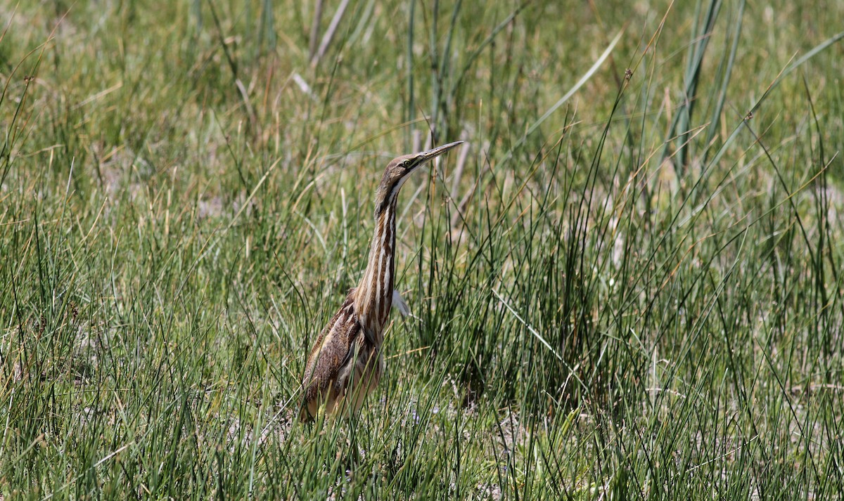 American Bittern - Jay McGowan