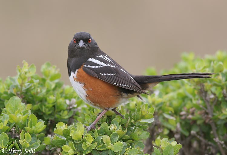 Spotted Towhee - ML226217611