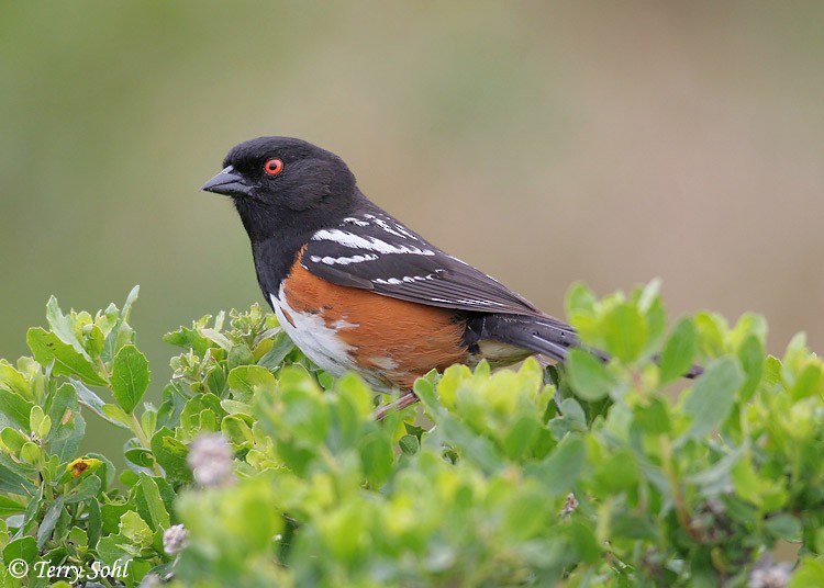 Spotted Towhee - ML226217621