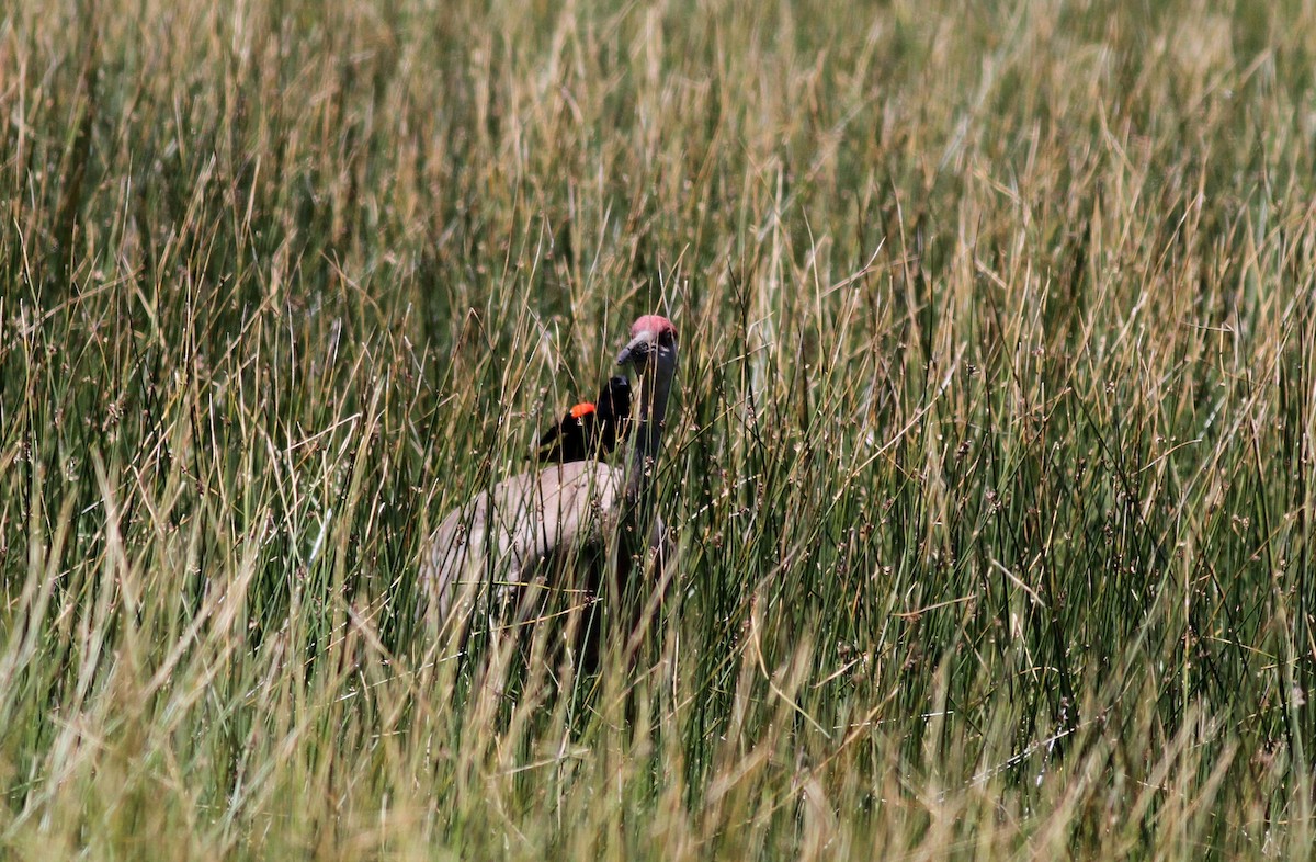 Sandhill Crane - ML22621771