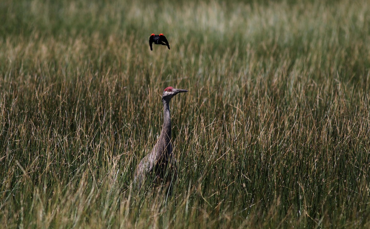 Sandhill Crane - Jay McGowan