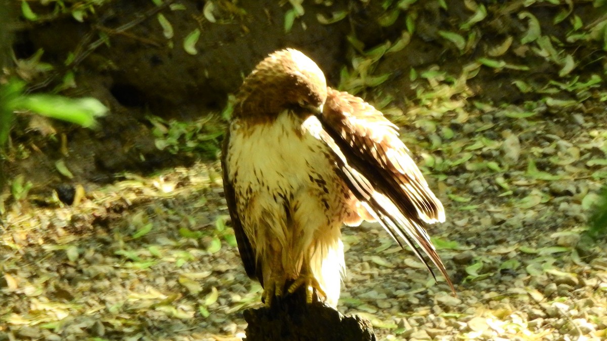 Red-tailed Hawk - ML226219631