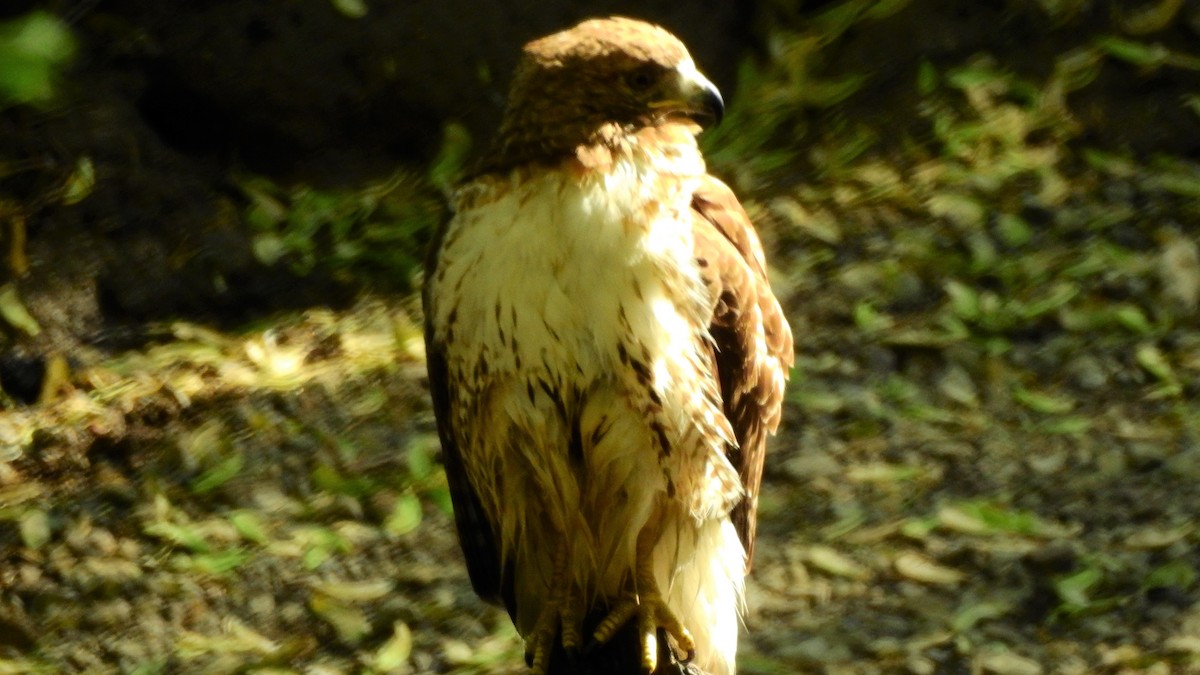 Red-tailed Hawk - ML226219641
