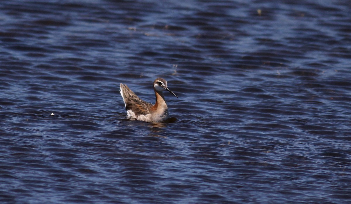 Wilson's Phalarope - ML22622021